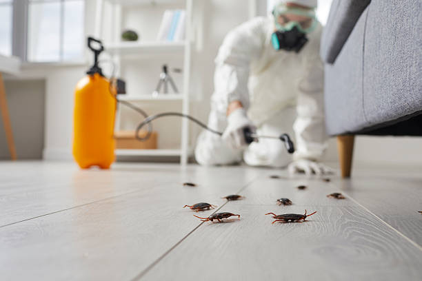 Commercial Kitchen Cockroach Control in Euclid